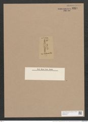 Navicula cryoconites var. semiperfecta Cleve (de-Toni-Nr.: Genus 1, Species 607) Zeichnungen Sammlung Grunow Nr. 1204 (NHMW-BOT-W0367814)